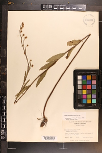 Ludwigia maritima image