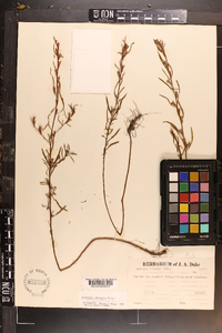 Ludwigia linearis image