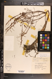 Ludwigia linearis image