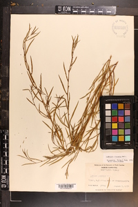 Ludwigia linearis image