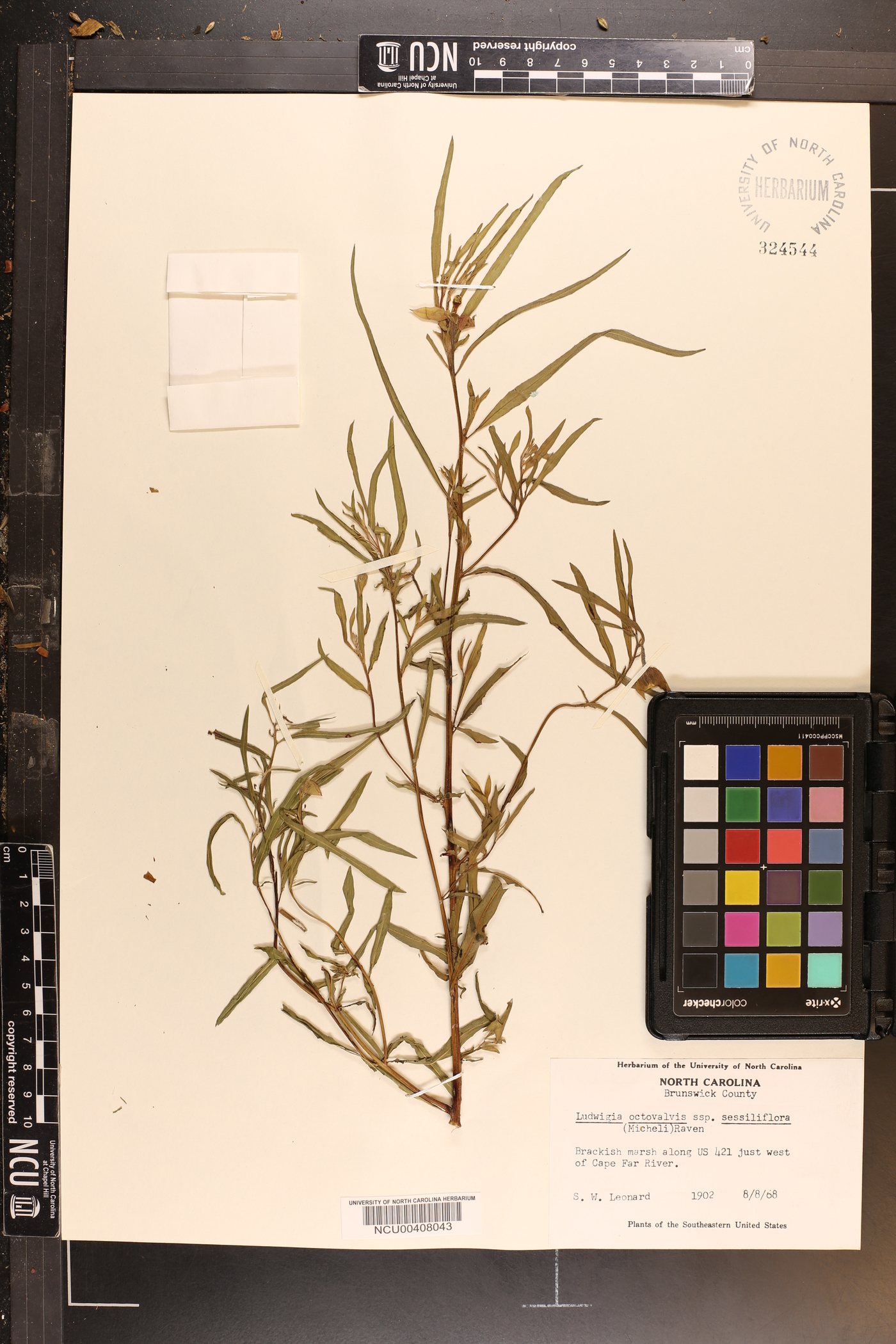 Ludwigia octovalvis subsp. sessiliflora image