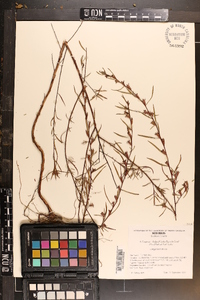 Ludwigia linearis image