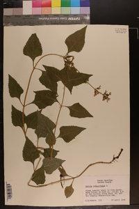 Salvia urticifolia image