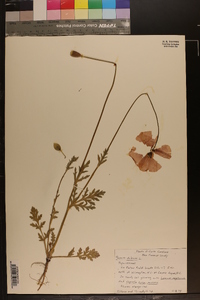 Papaver dubium image