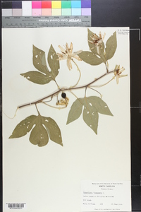 Passiflora incarnata image