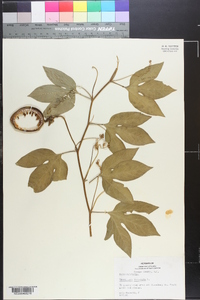 Passiflora incarnata image