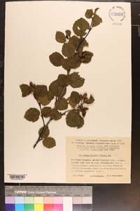 Alnus viridis image