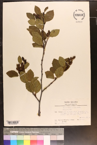 Alnus viridis image