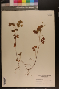 Oxalis grandis image