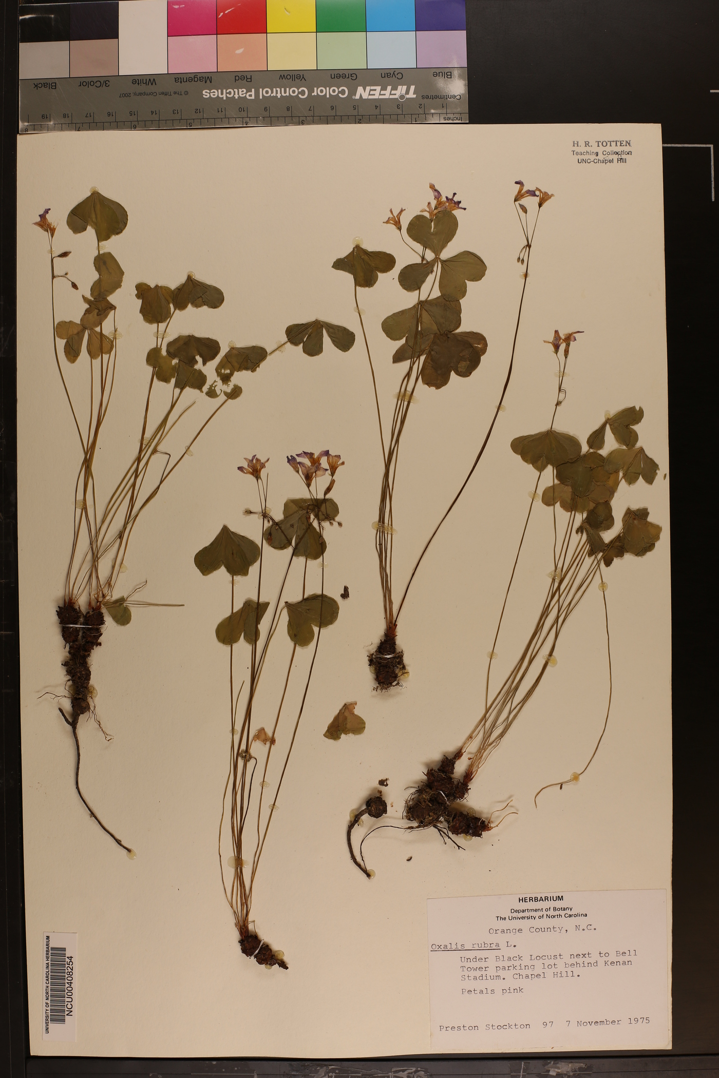 Oxalis rubra image