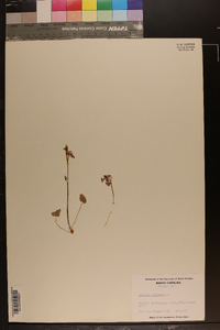 Oxalis violacea image