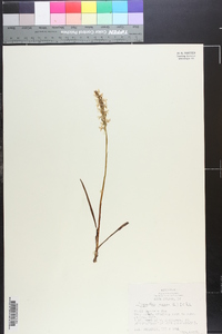 Spiranthes cernua image