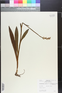 Spiranthes cernua image