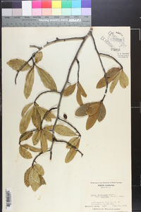 Nyssa sylvatica var. biflora image