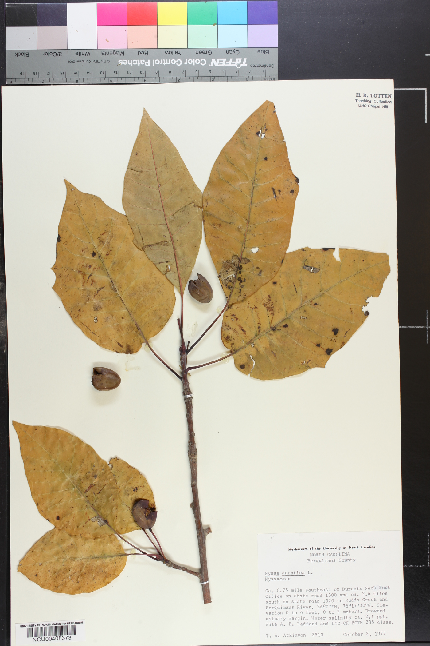 Nyssa aquatica image