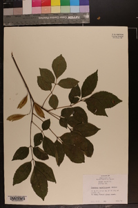 Fraxinus caroliniana image