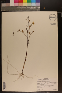 Ludwigia decurrens image