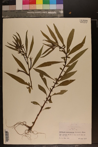 Ludwigia leptocarpa image