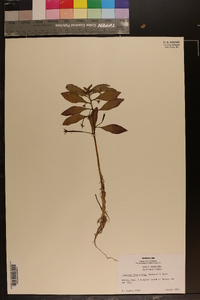 Ludwigia leptocarpa image