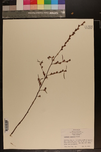 Ludwigia linearis image