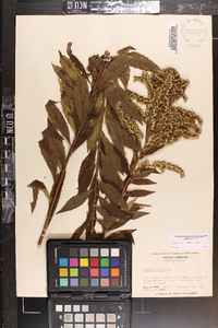 Solidago rugosa var. rugosa image