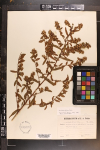 Ludwigia pilosa image