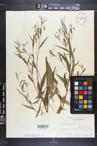 Ludwigia decurrens image