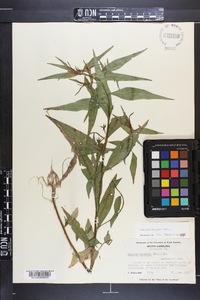 Ludwigia decurrens image