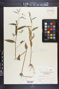 Ludwigia decurrens image