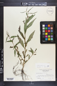 Ludwigia decurrens image