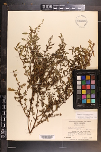 Ludwigia glandulosa image