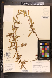 Ludwigia glandulosa image