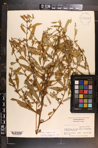 Ludwigia glandulosa image