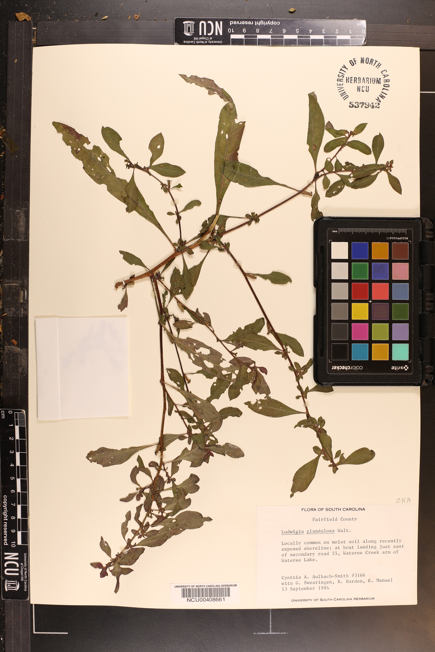 Ludwigia glandulosa image