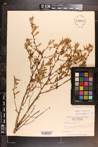 Ludwigia glandulosa image