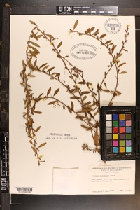 Ludwigia glandulosa image