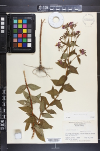 Rhexia virginica image