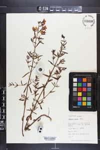 Rhexia lutea image