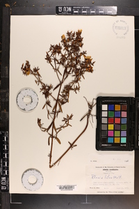 Rhexia lutea image