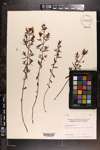 Rhexia lutea image