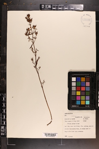 Rhexia lutea image