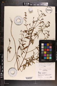 Rhexia mariana var. mariana image