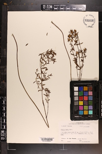 Rhexia lutea image