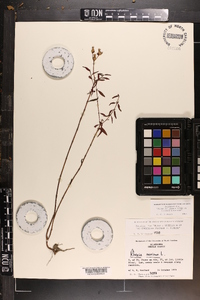 Rhexia mariana var. mariana image