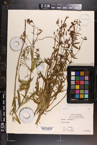 Rhexia mariana var. mariana image