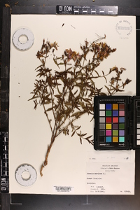 Rhexia mariana var. mariana image