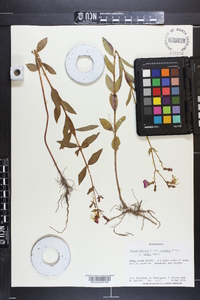 Rhexia mariana var. mariana image