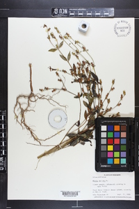 Rhexia mariana var. mariana image