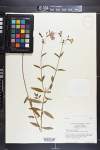 Rhexia nashii image