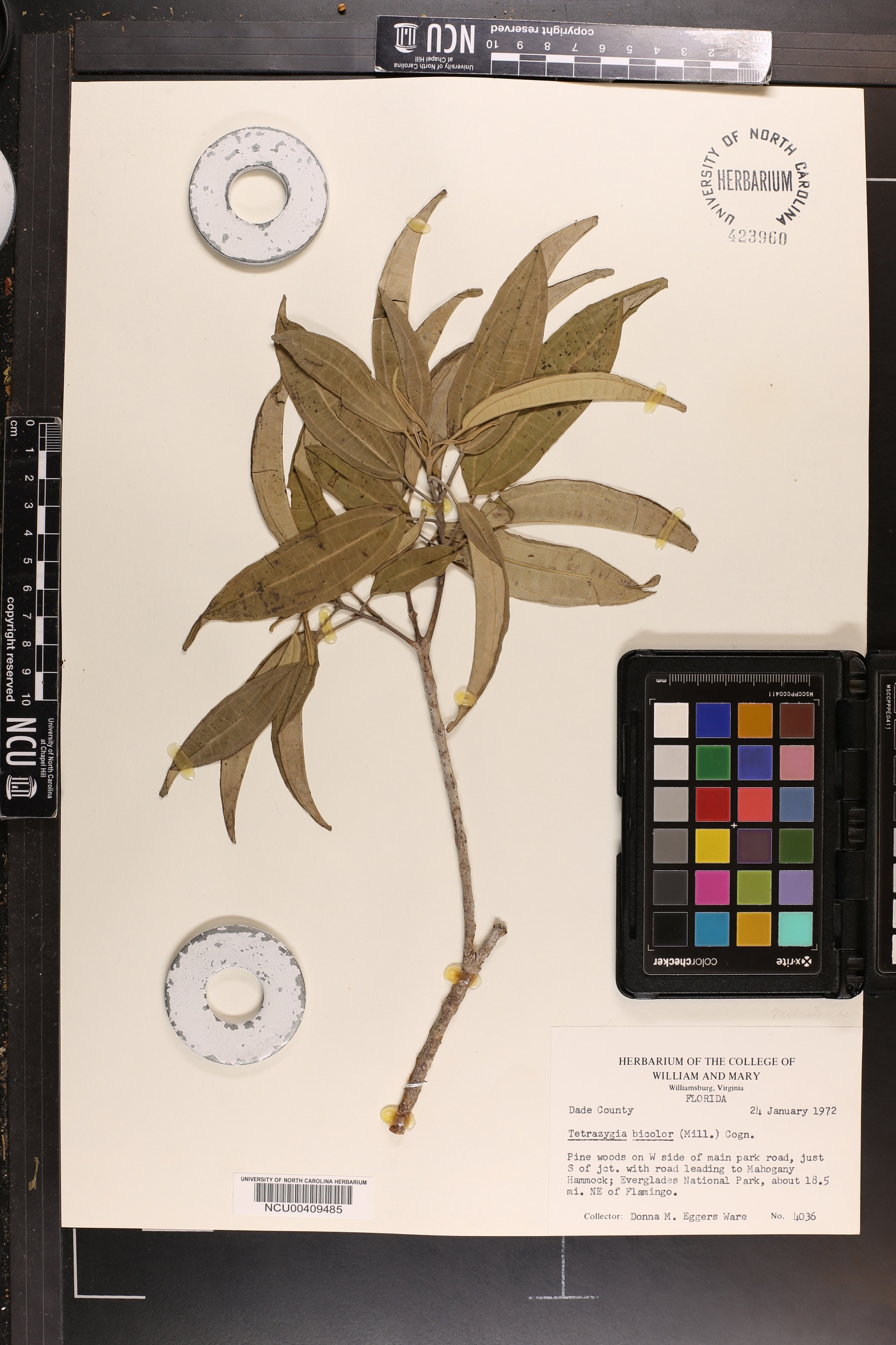 Tetrazygia bicolor image